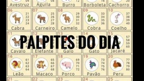 jogo do bicho hoje palpites